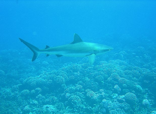 67- Requin gris sur le plateau coralien 